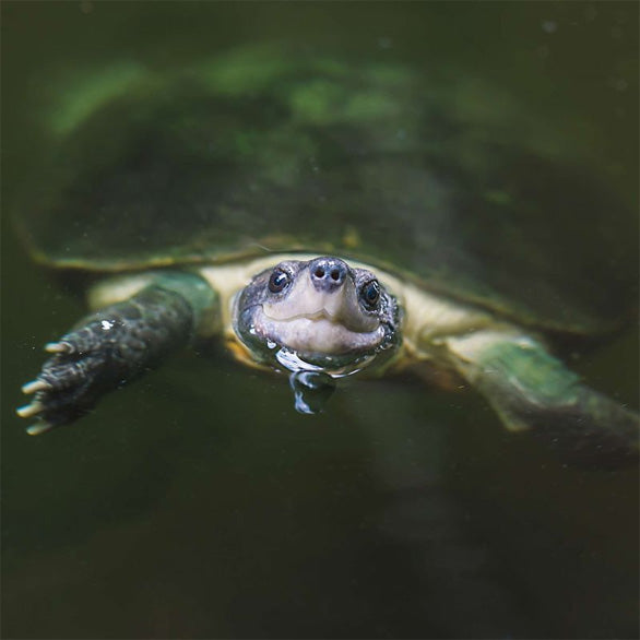 Turtle Safe.