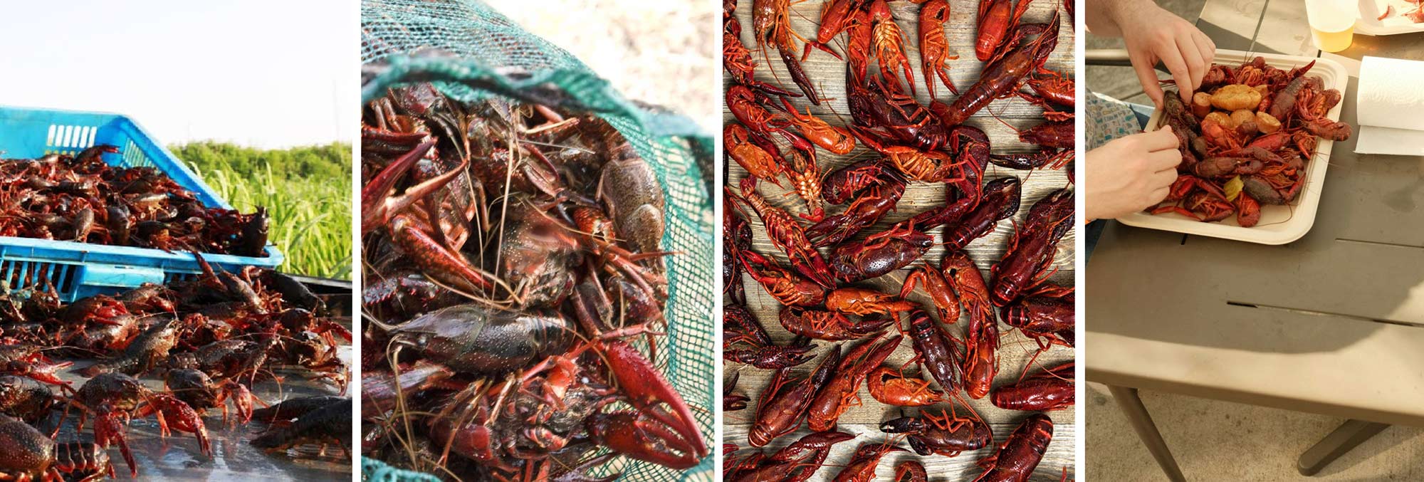 guacamole, avocado slices and avocados